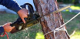 Best Arborist Consultation Services  in Souderton, PA