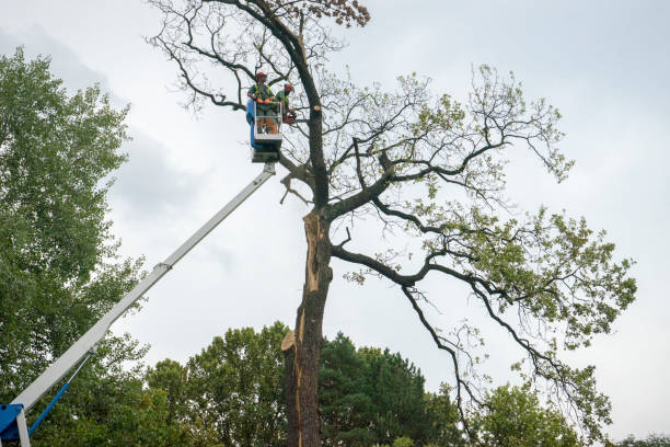 Best Tree Maintenance Programs  in Souderton, PA