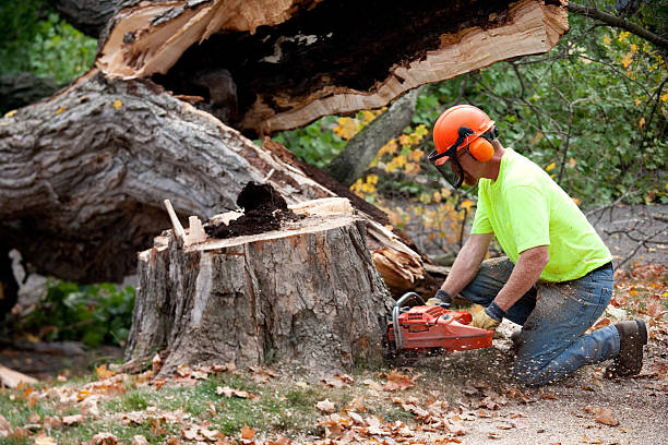 Best Root Management and Removal  in Souderton, PA