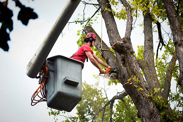 Best Tree Trimming and Pruning  in Souderton, PA